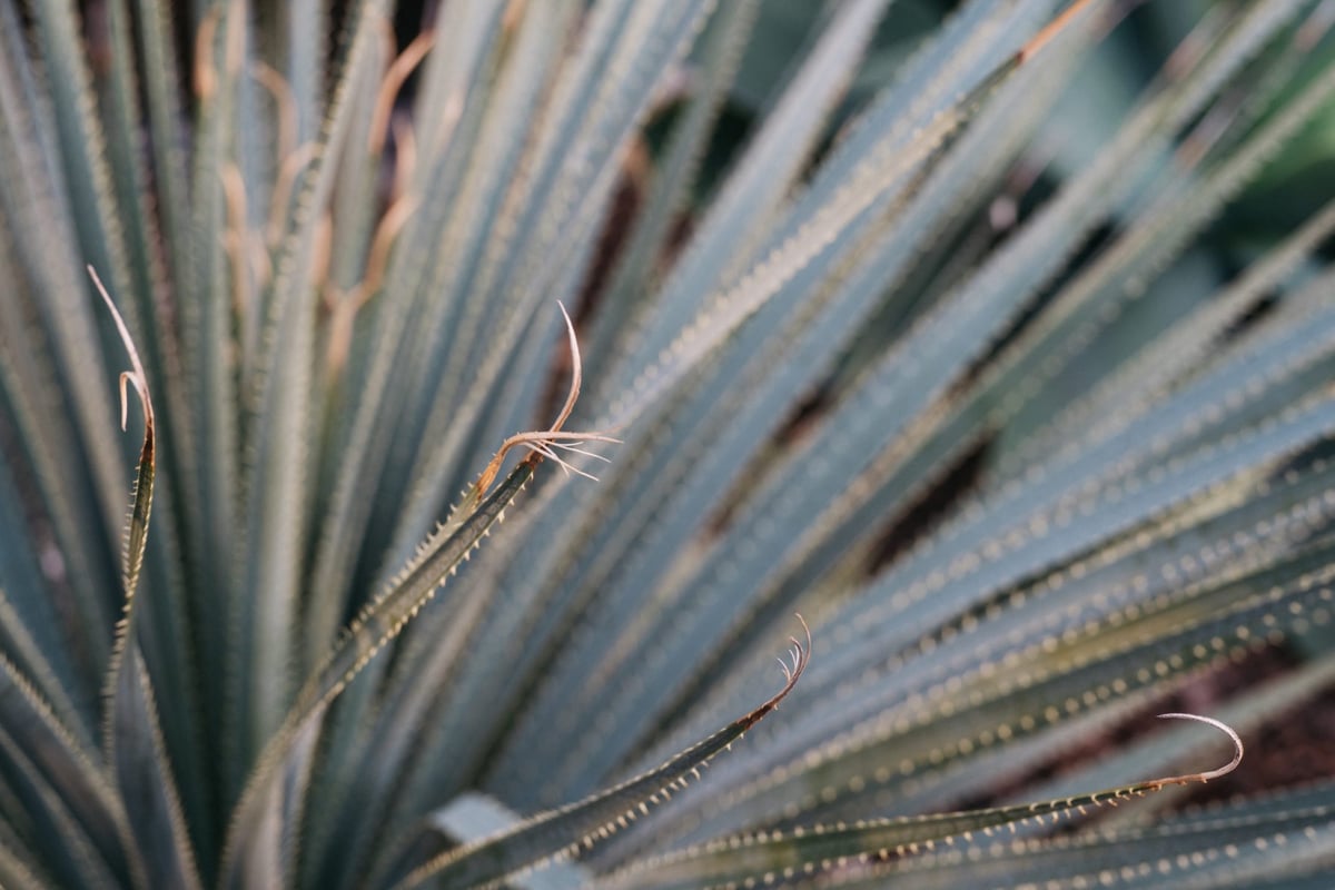 Handevision 75mm Bokeh Sample