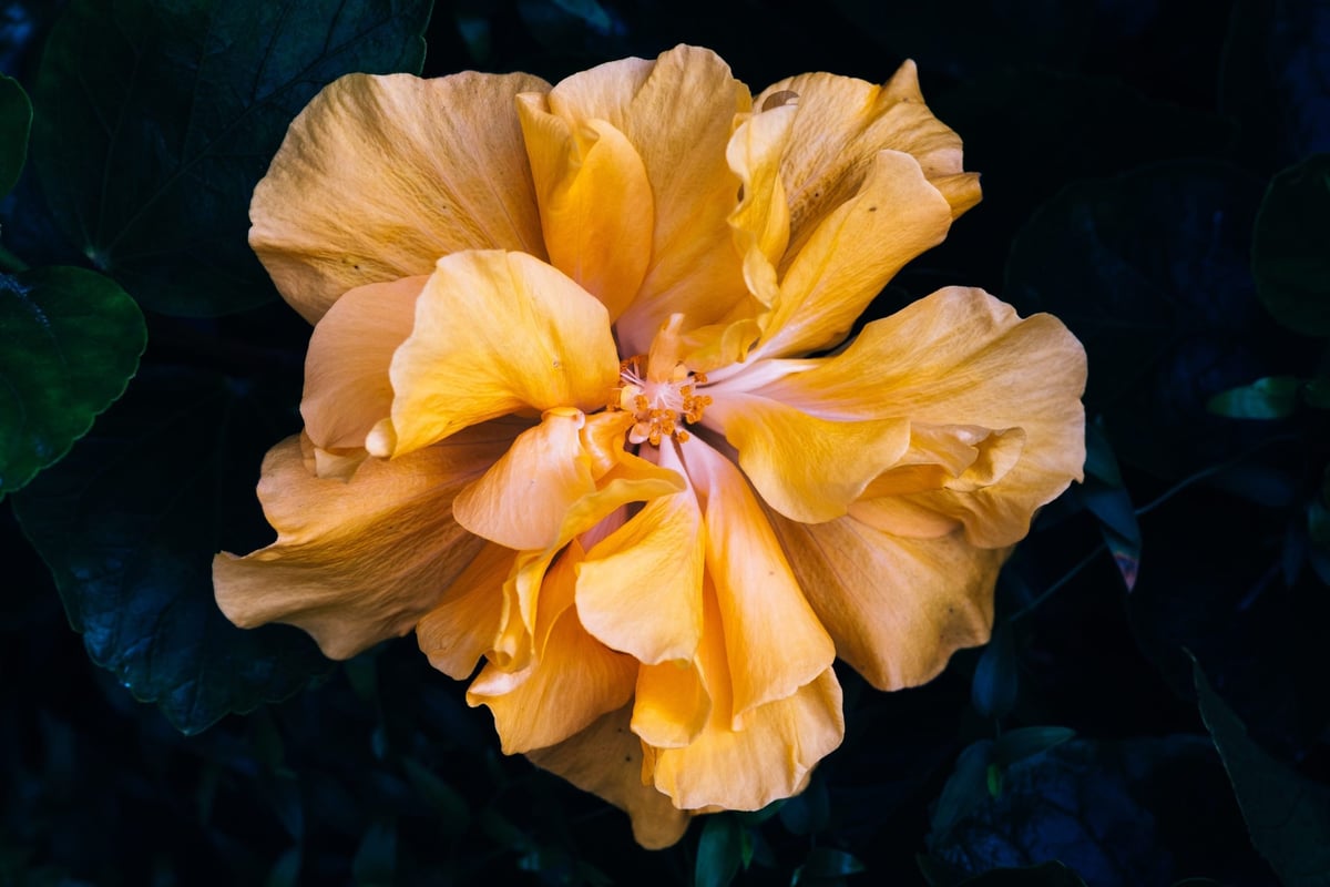 Handevision 75mm Sample Fujifilm X-Pro2