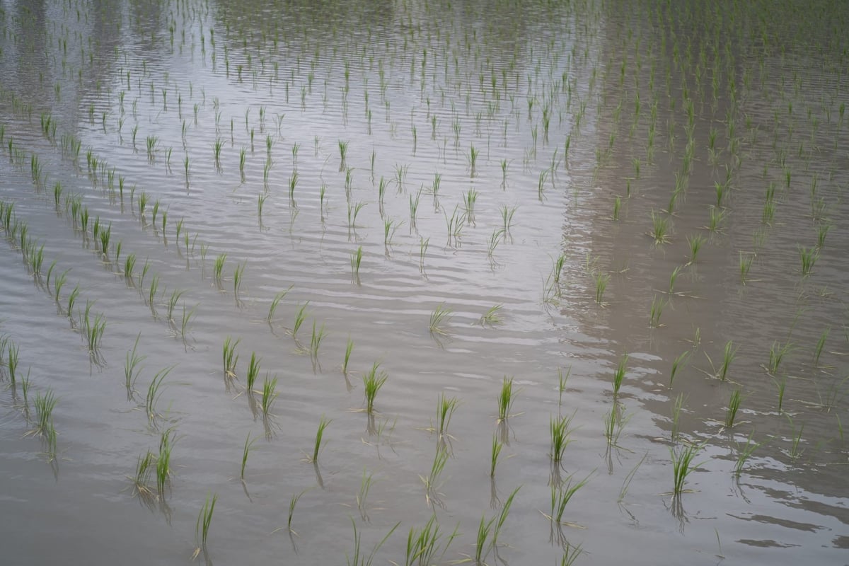 Rice Field