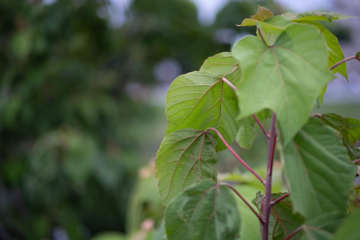 7Artisans 55mm f1.4 Bokeh Sample