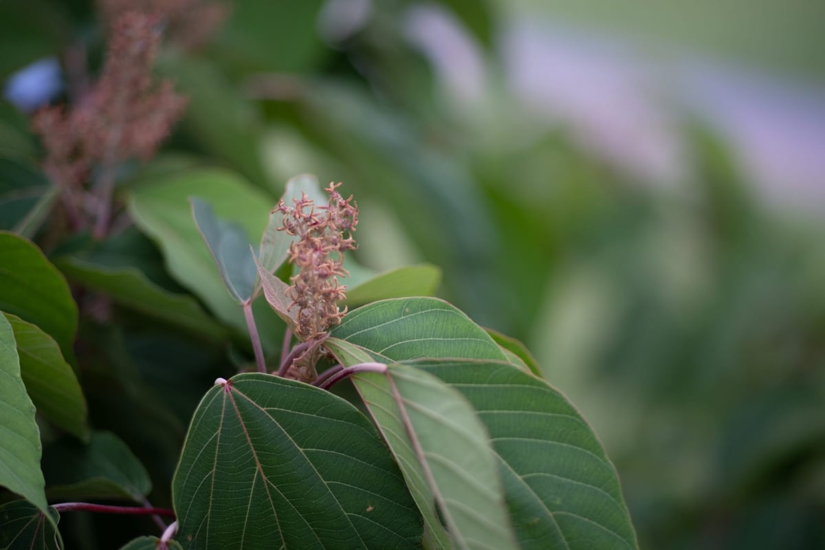 7Artisans 55mm f1.4 Bokeh Sample