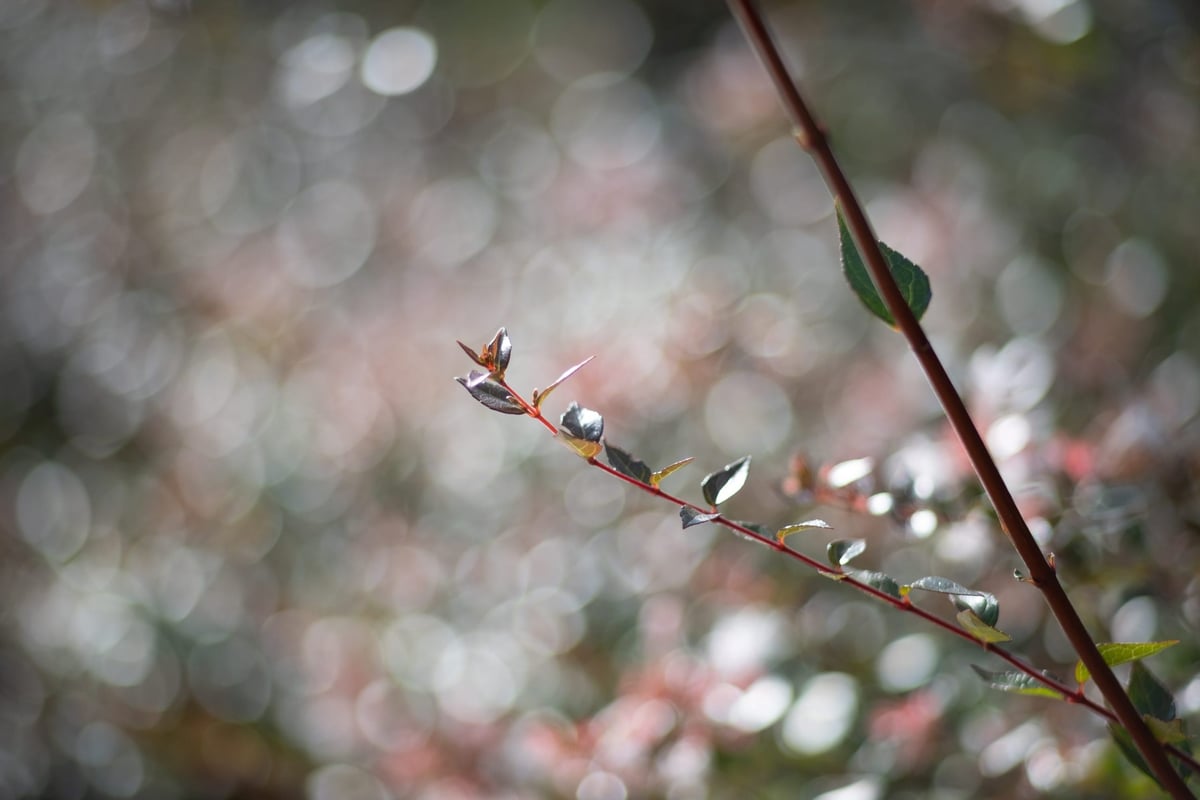 7Artisans 55mm f1.4 Bokeh Sample