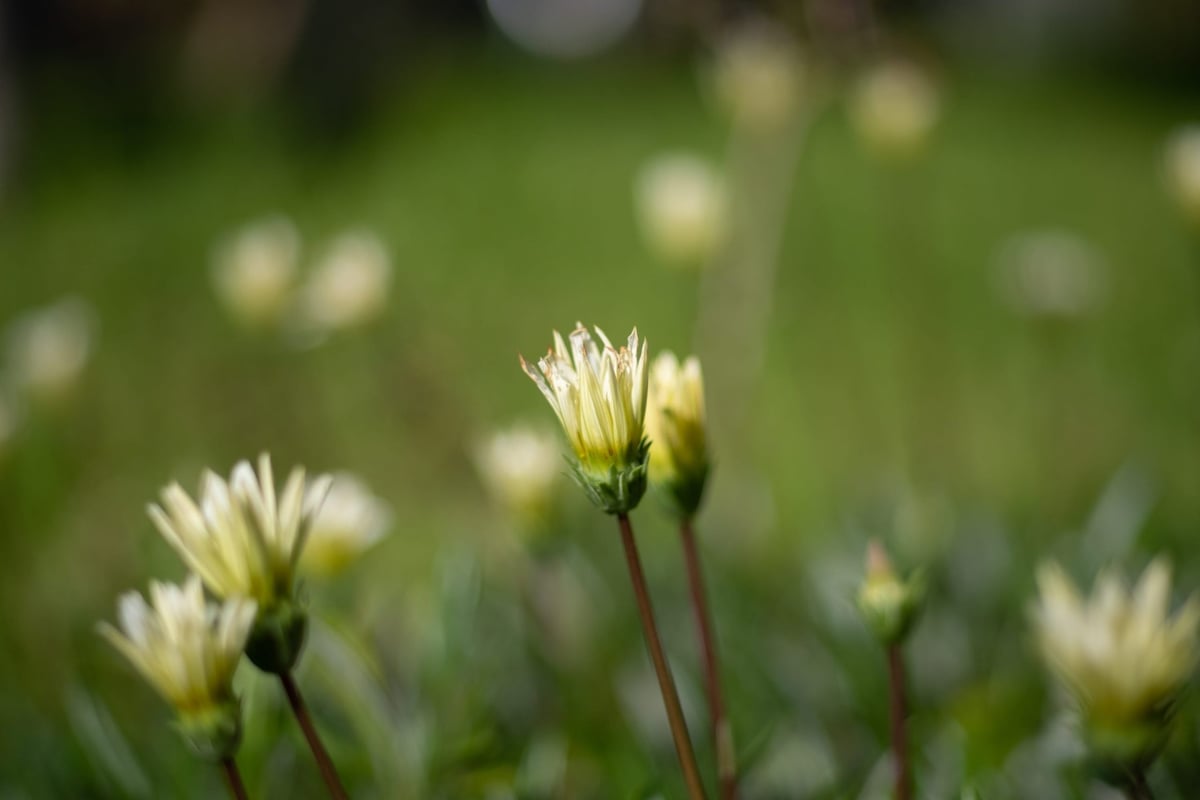 7Artisans 55mm f1.4 Bokeh Sample