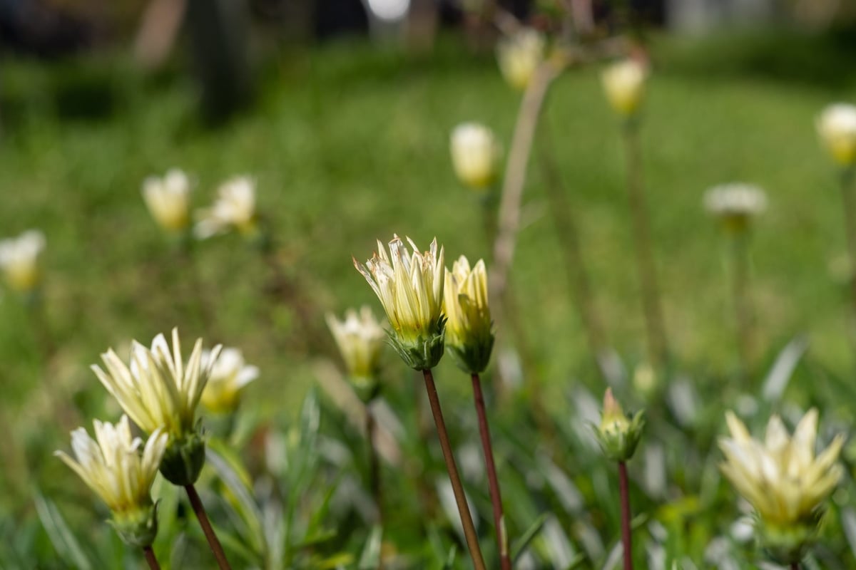 7Artisans 55mm @ f5.6