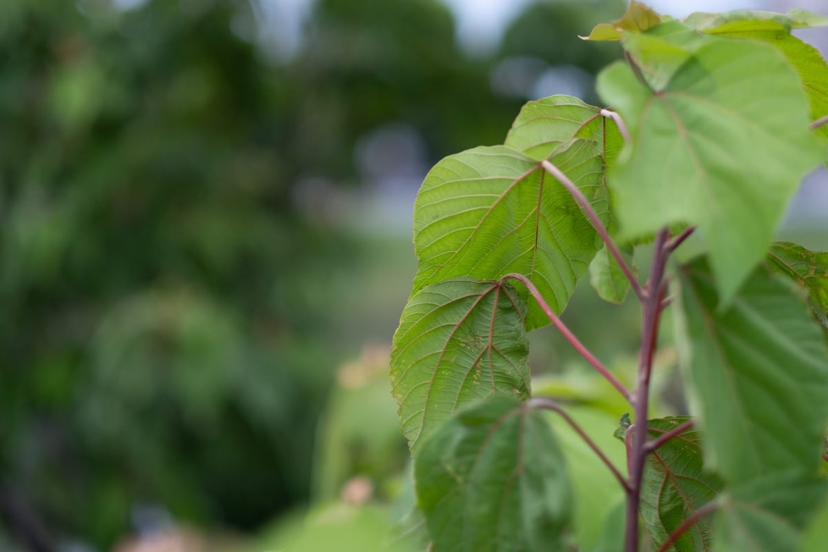 Fujinon 56mm f1.2 Bokeh Sample