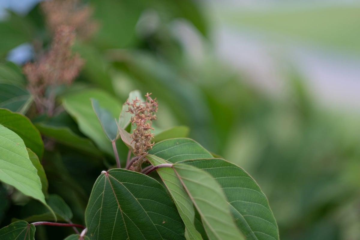 Fujinon 56mm f1.2 Bokeh Sample