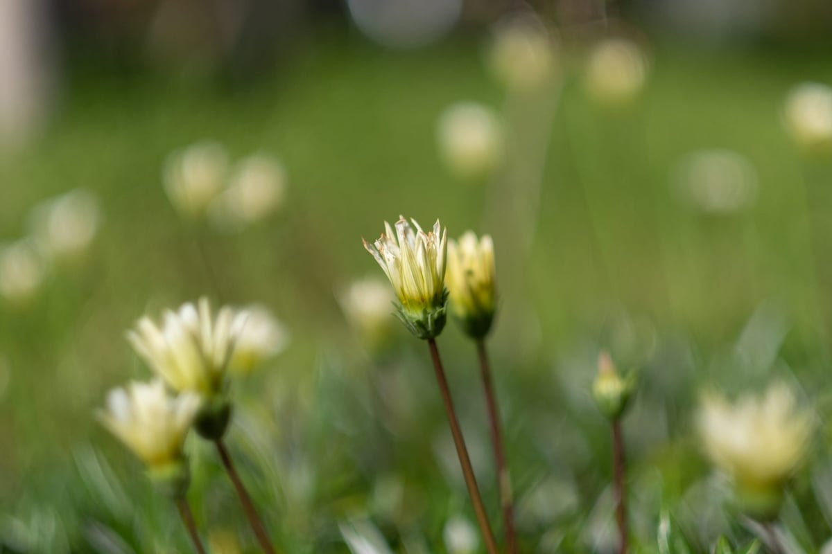 Fujinon 56mm f1.2 Bokeh Sample