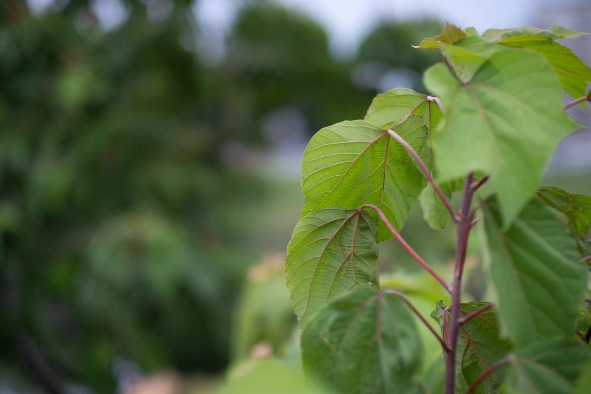 Kamlan 50mm f1.1 Bokeh Sample