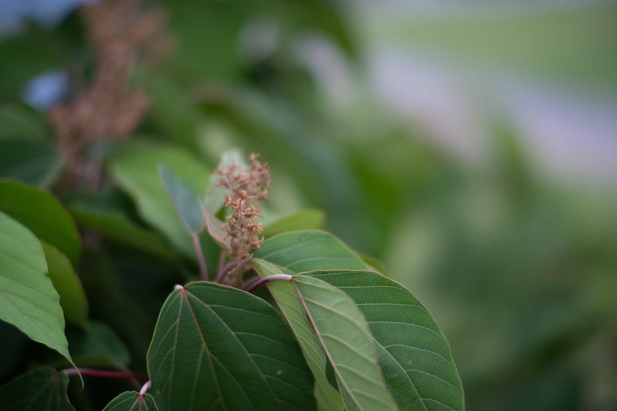 Kamlan 50mm f1.1 Bokeh Sample