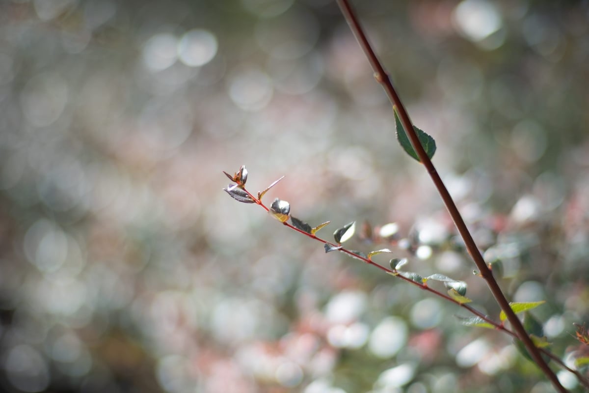 Kamlan 50mm f1.1 Bokeh Sample