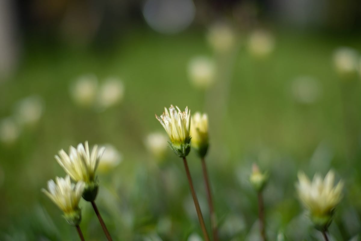 Kamlan 50mm f1.1 Bokeh Sample