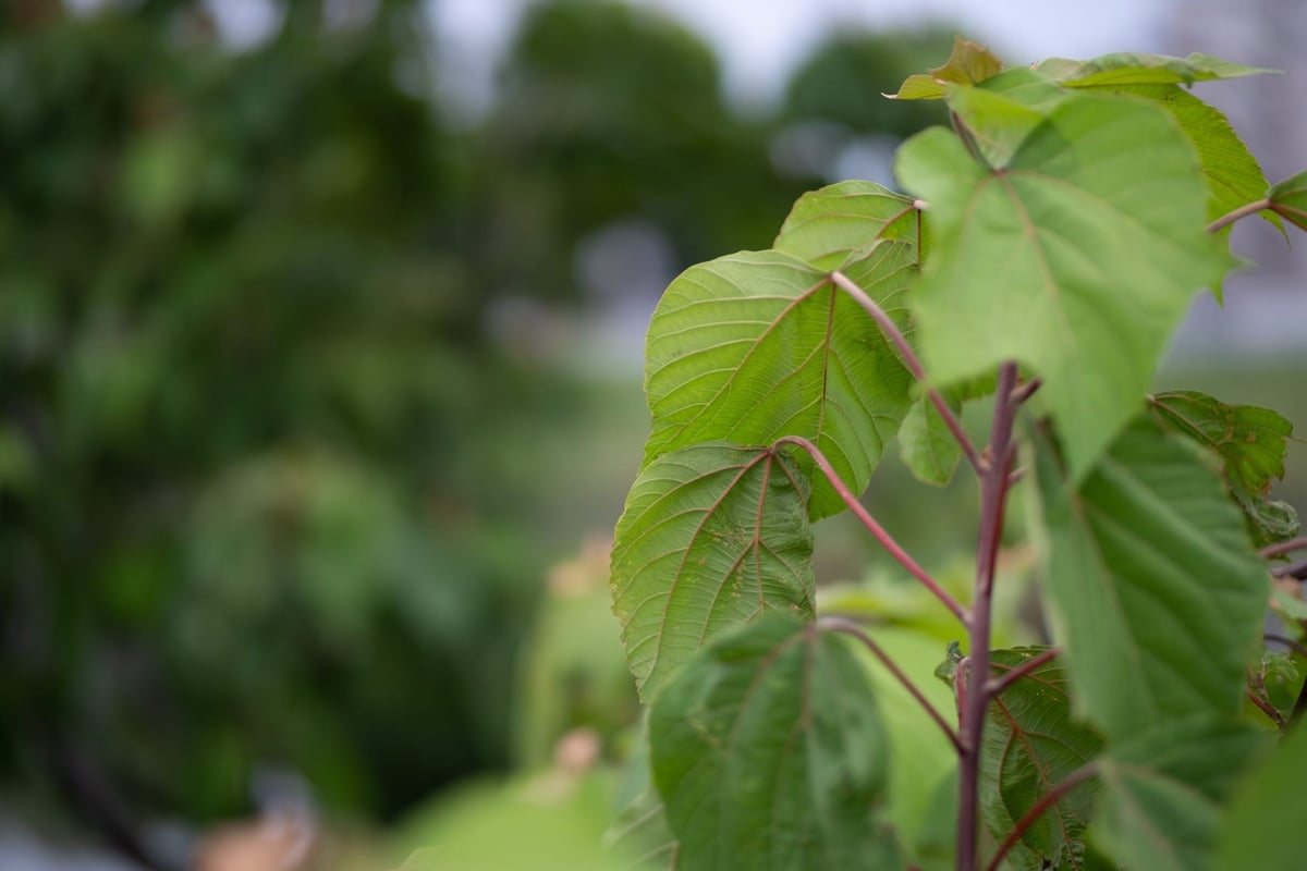 Rokinon 50mm f1.2 Bokeh Sample