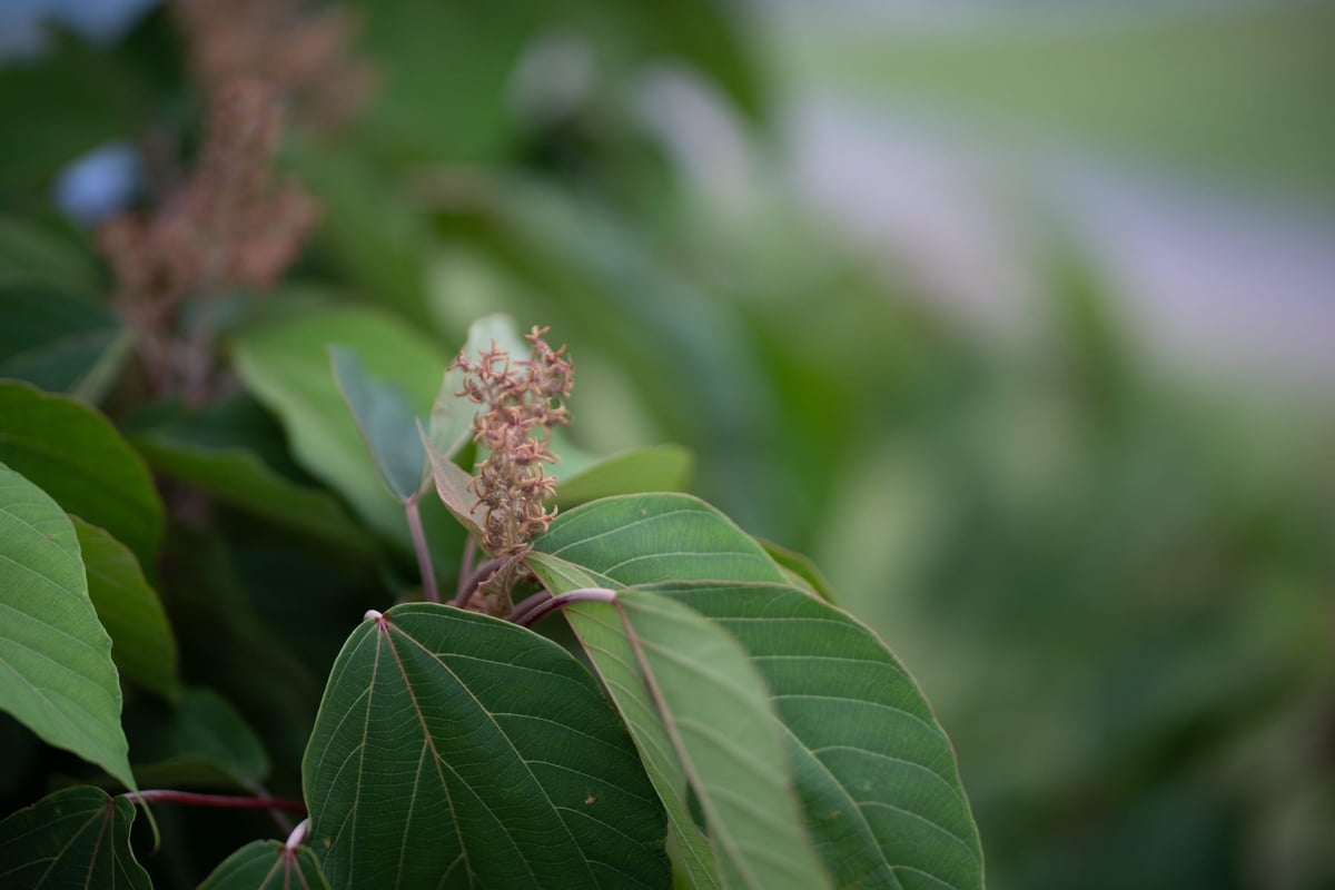 Rokinon 50mm f1.2 Bokeh Sample