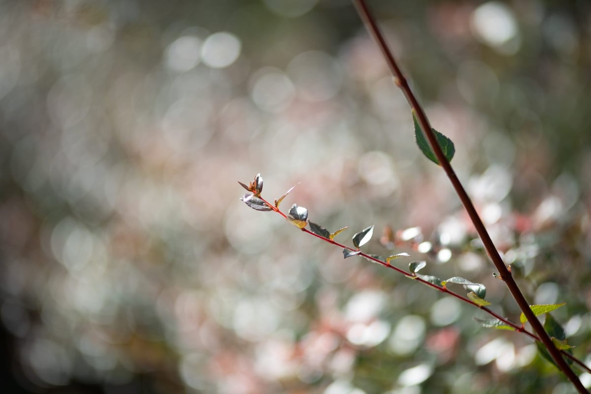 Rokinon 50mm f1.2 Bokeh Sample