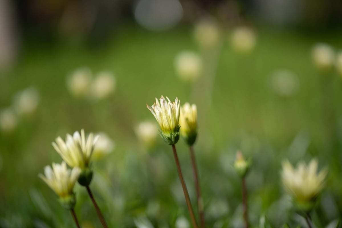 Rokinon 50mm f1.2 Bokeh Sample