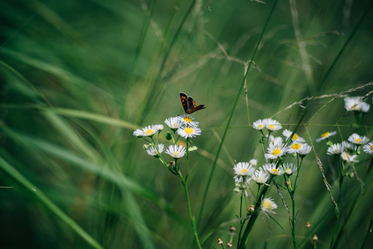 7Artisans 55mm f1.4 Bokeh