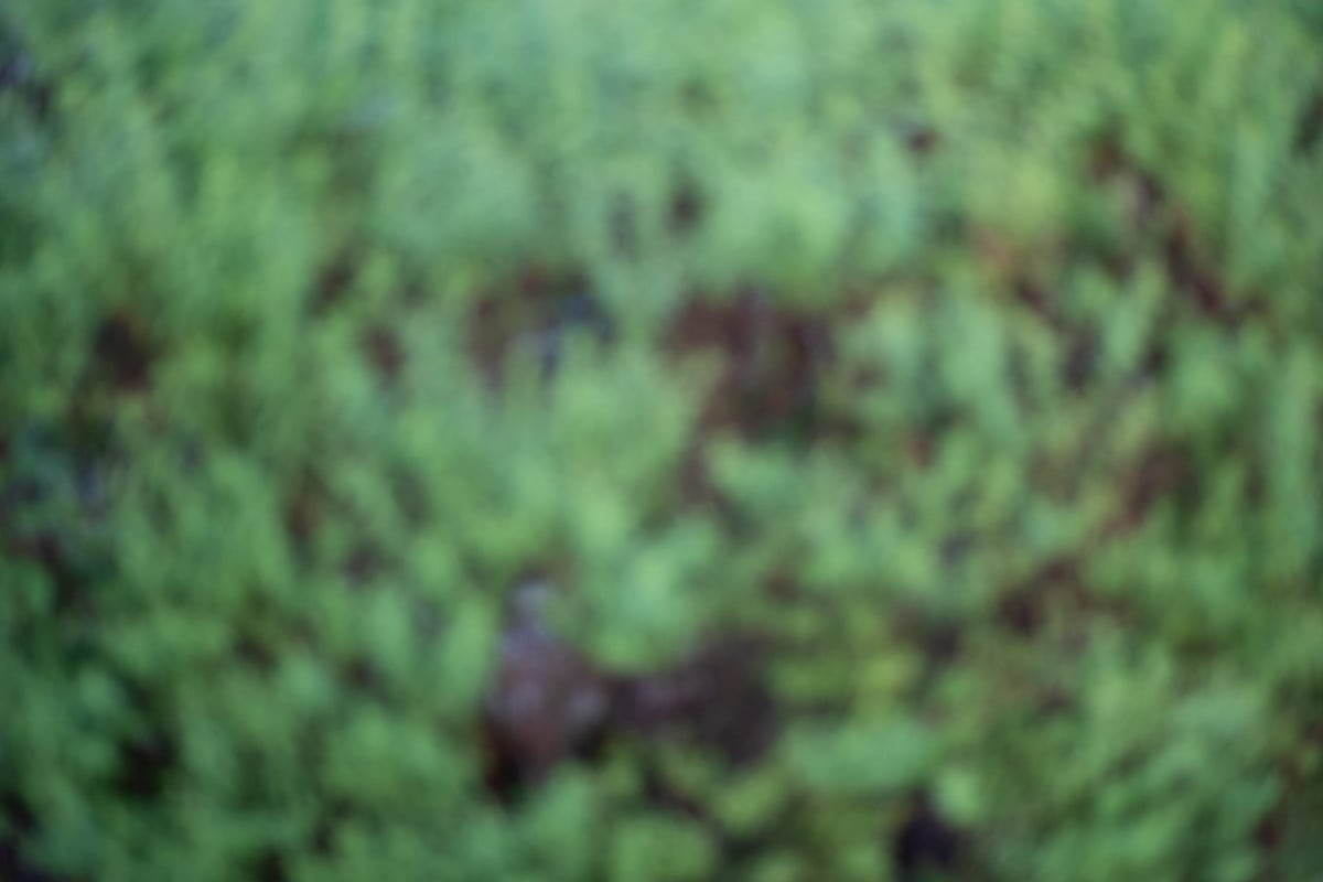 Rokinon 50mm f1.2 Swirling Bokeh Sample