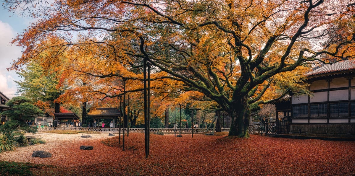 Raizan Sennyoji Daihioin Maple Tree Autumn colors