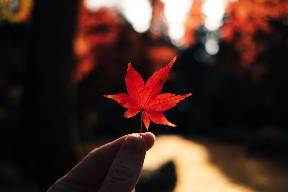 Fujifilm 23mm f2 Bokeh Sample