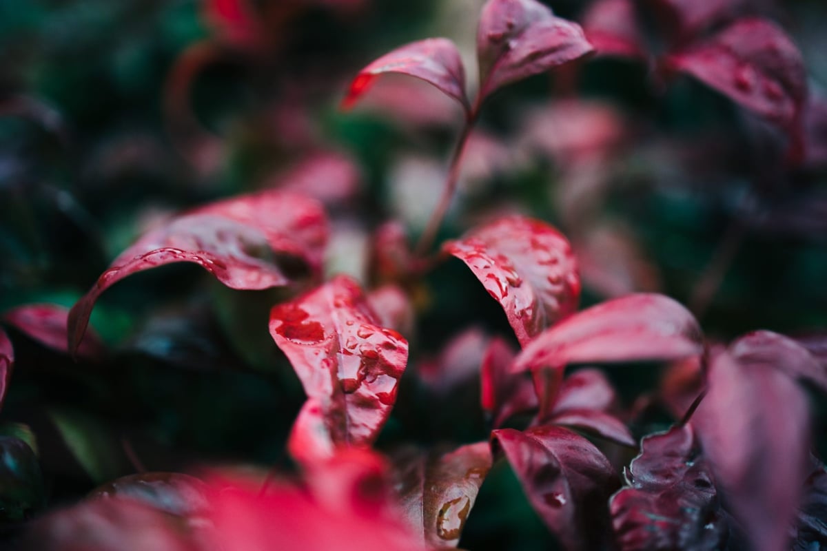 Bokeh and close focus samples