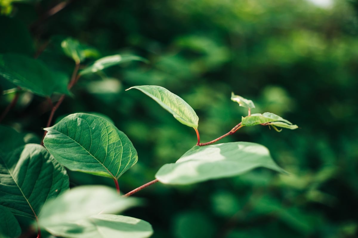 Meike 50mm f1.7 Bokeh Sample