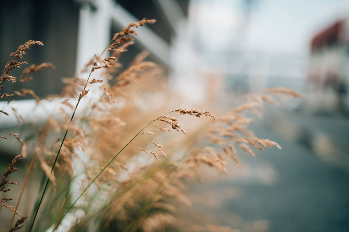 Meike 50mm f1.7 Bokeh Sample