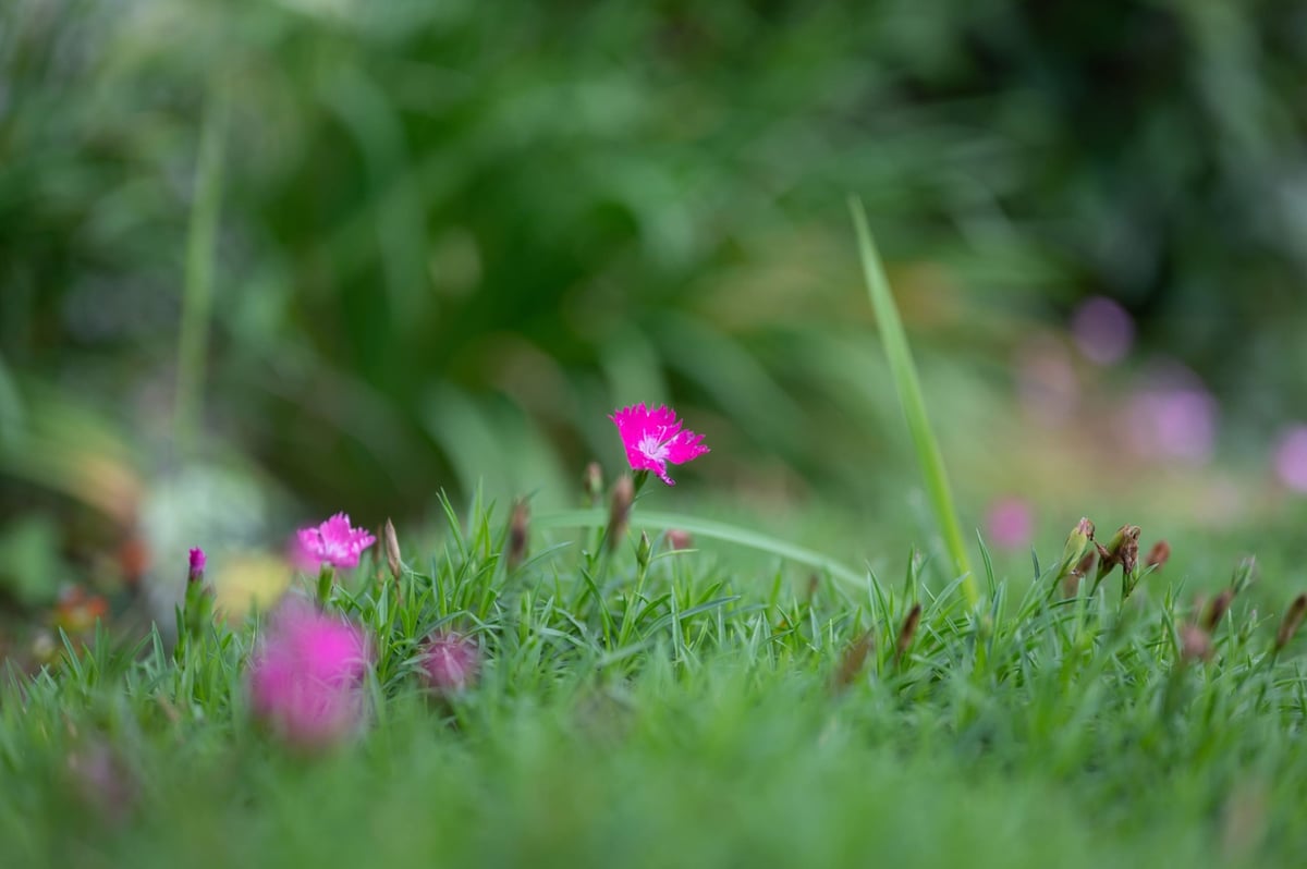 Bokeh sample photo of flowers.