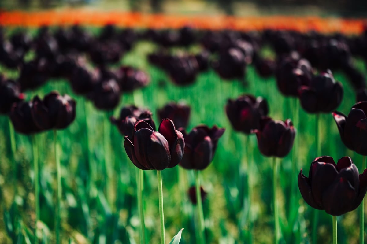 Bokeh sample photo of flowers.