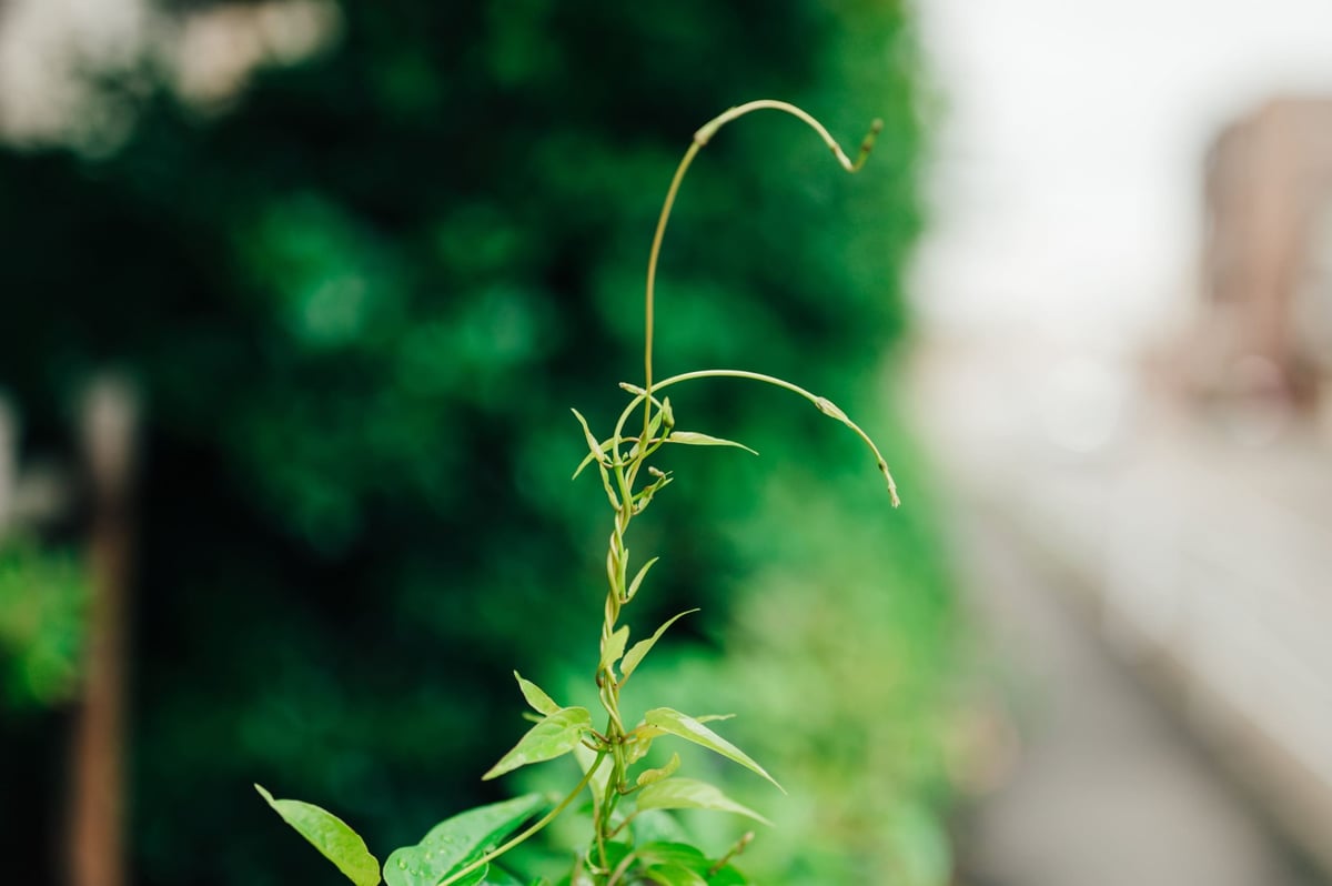 Bokeh sample photo of a little weed.