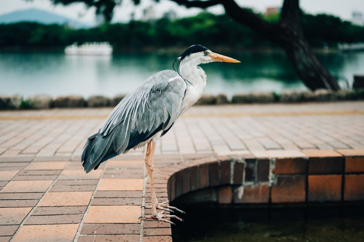 Bokeh sample photo of a bird.