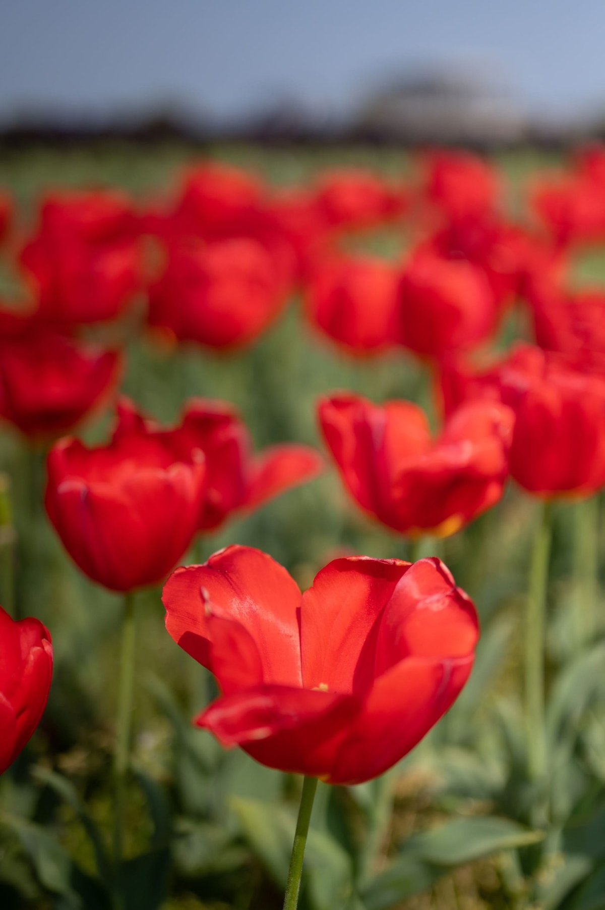 Unedited photo of a field of flowers.