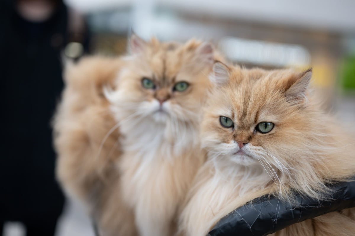 Unedited photo of cats.