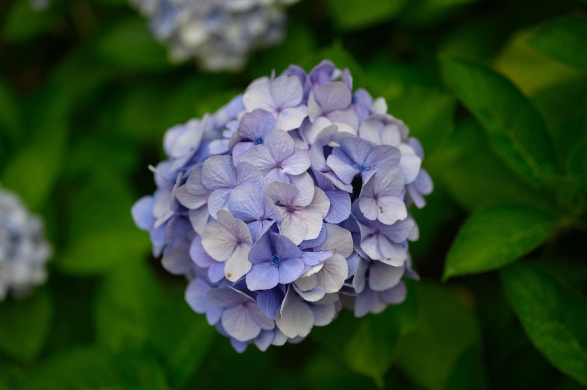 Unedited photo of a flower.