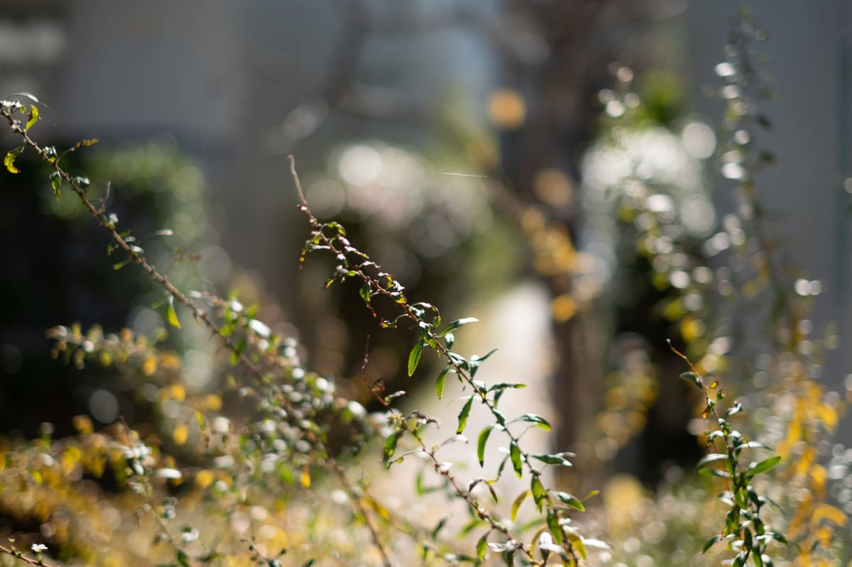 Fujifilm 35mm f1.4 Bokeh Sample