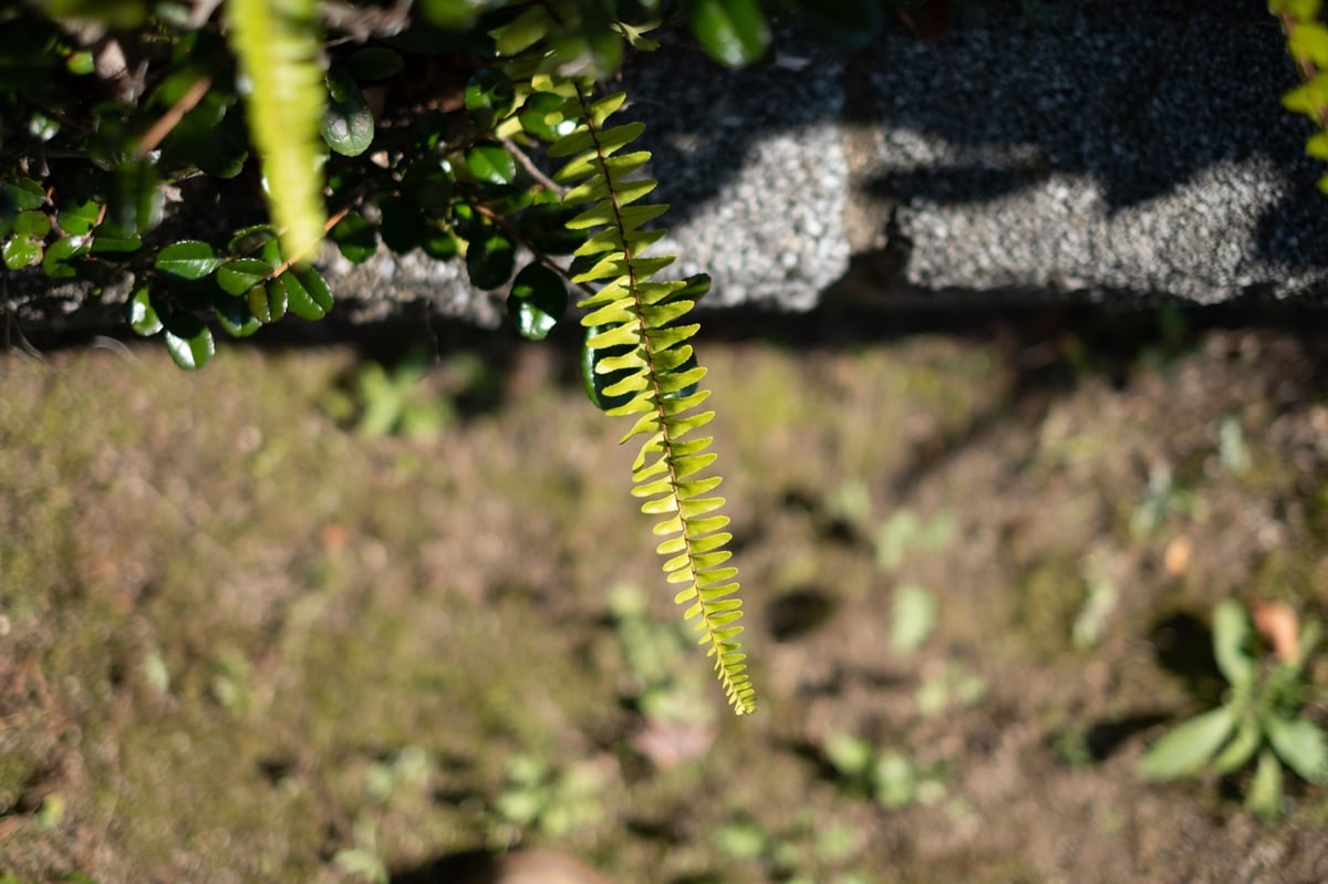 Fujifilm 35mm f1.4 Bokeh Sample