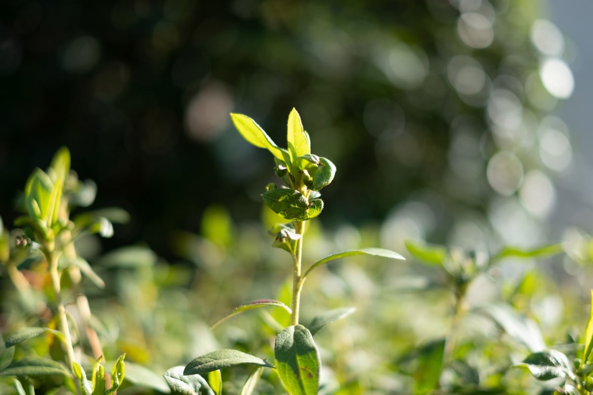 Fujifilm 35mm f1.4 Bokeh Sample