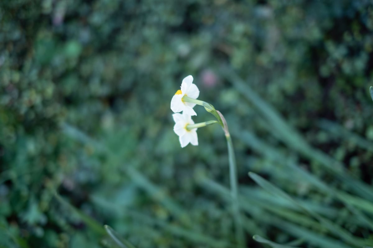 Fujifilm 35mm f1.4 Bokeh Sample