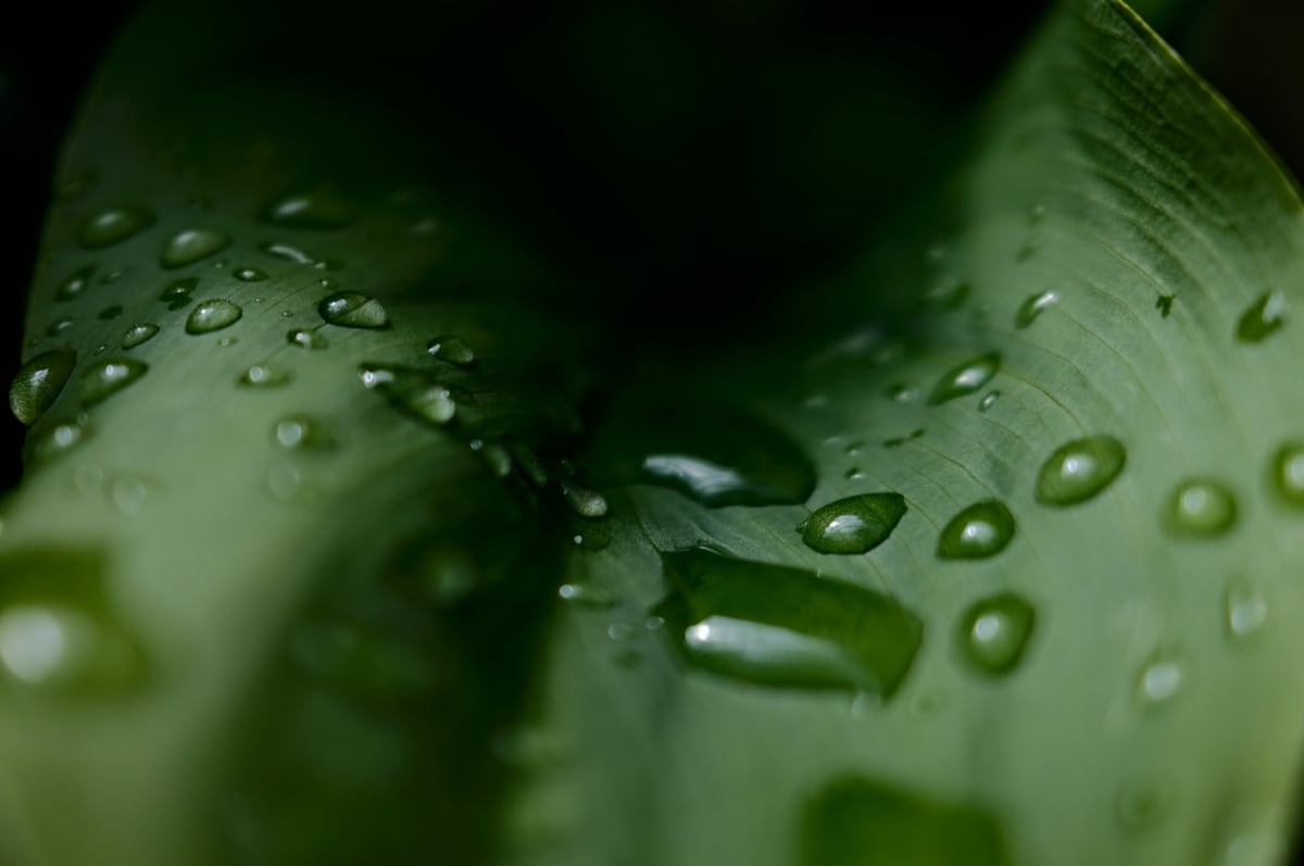 Fujifilm Sample of Clarity set to +2