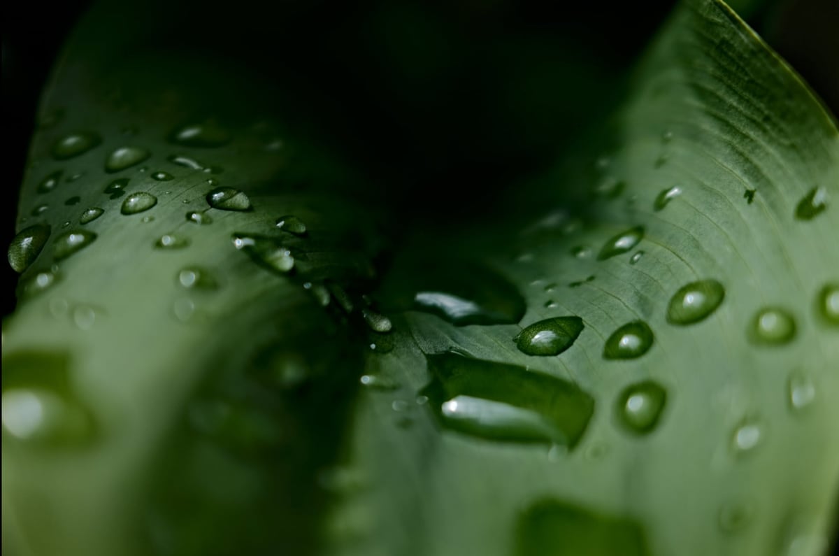 Fujifilm Sample of Clarity set to +5