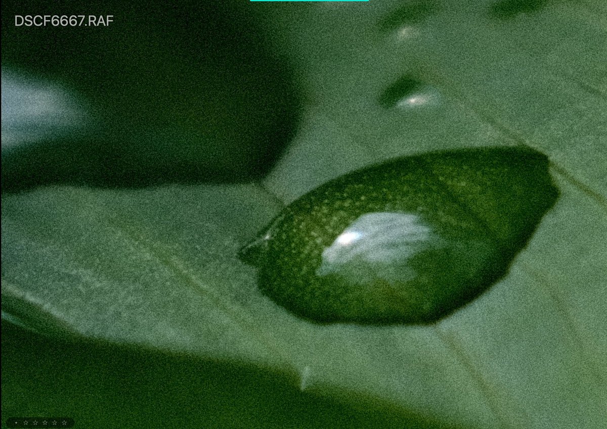 Fujifilm Grain sample - Strong grain set to small.