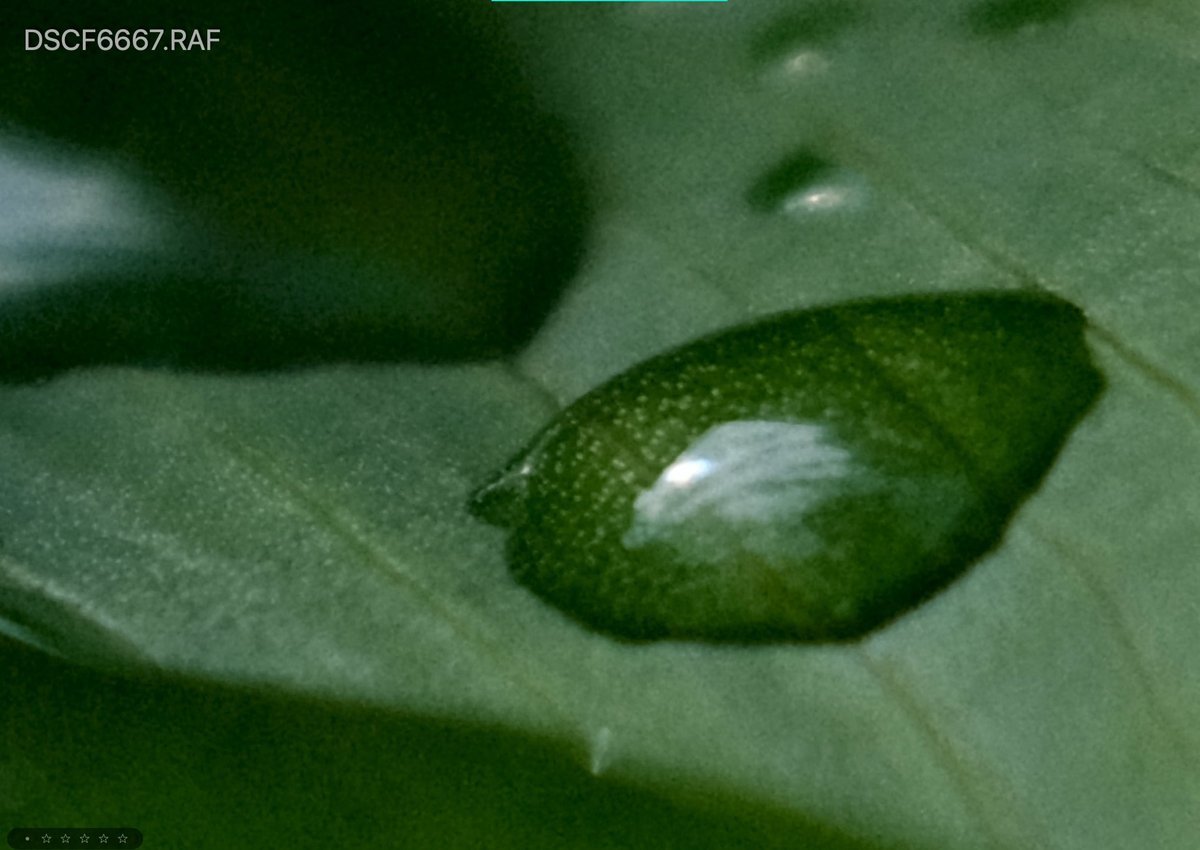 Fujifilm Grain sample - weak grain set to large.