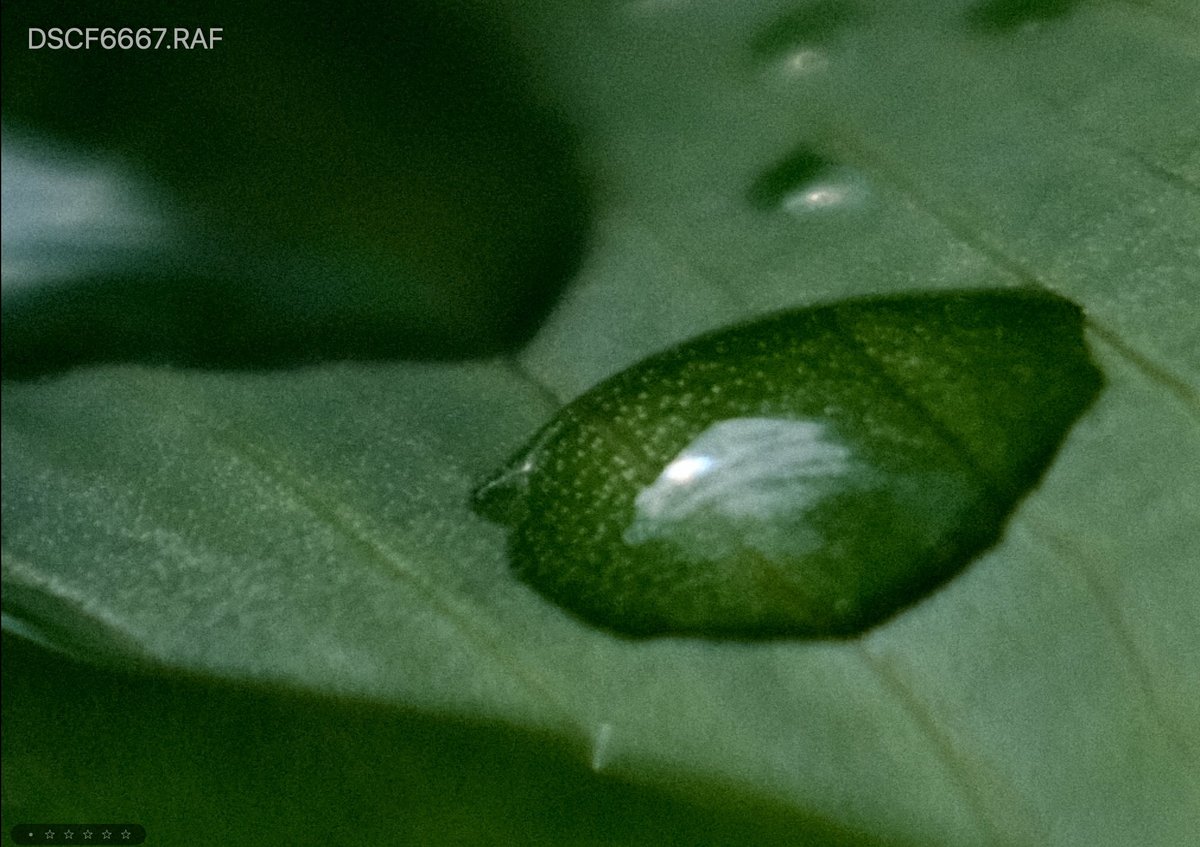 Fujifilm Grain sample - weak grain set to small.