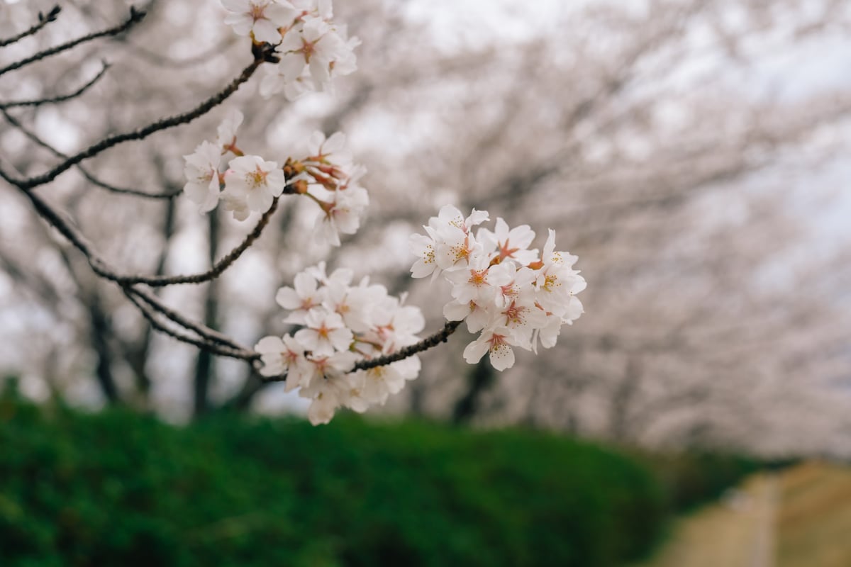 Cherry Blossoms at f5.6