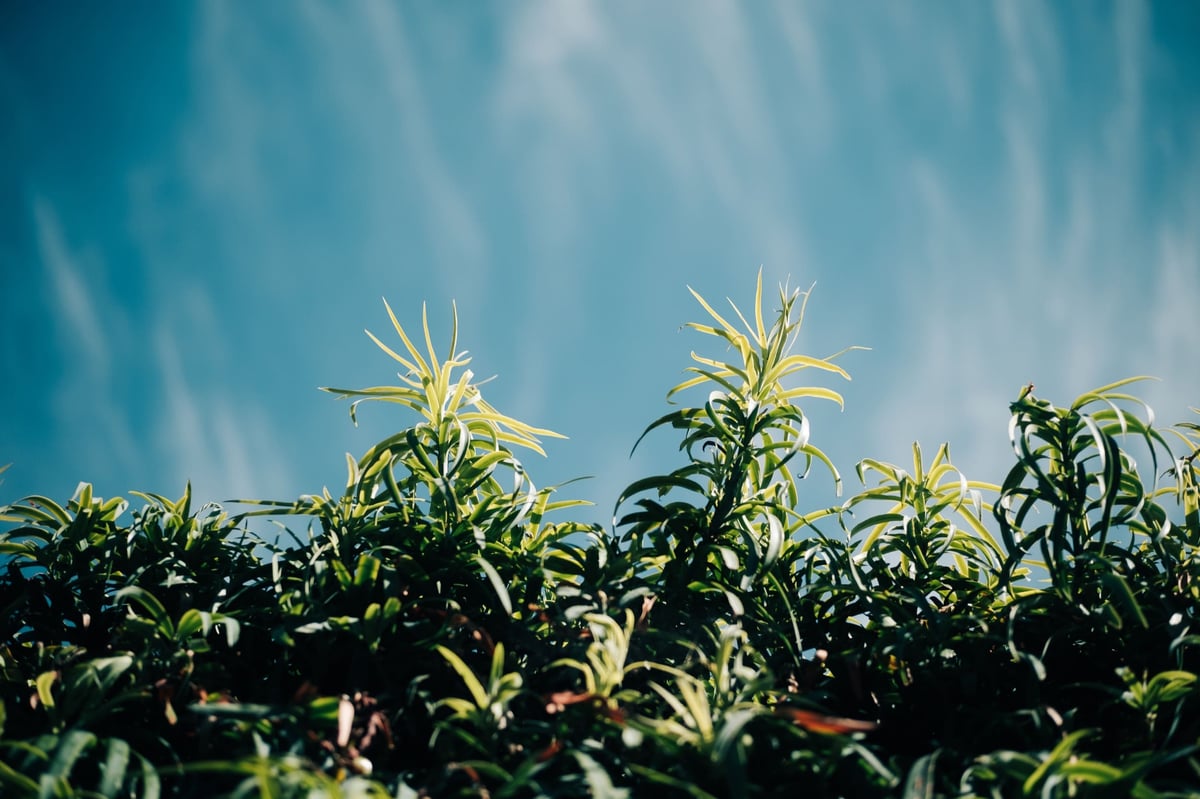 Pergear 35mm f1.6 Sample of plants