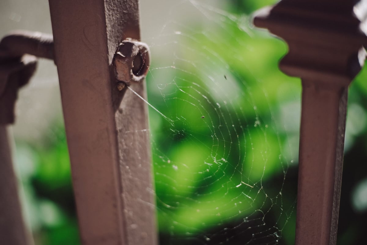 Spider web