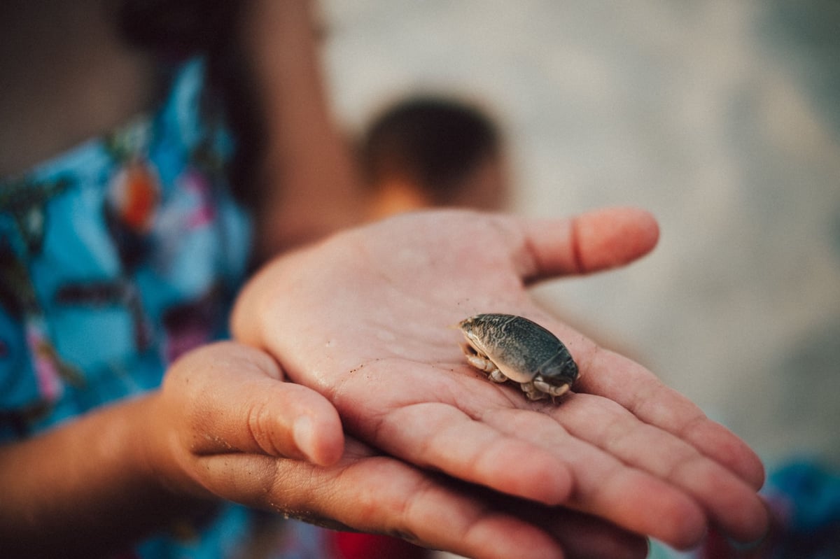 Closeup of a sand crab.