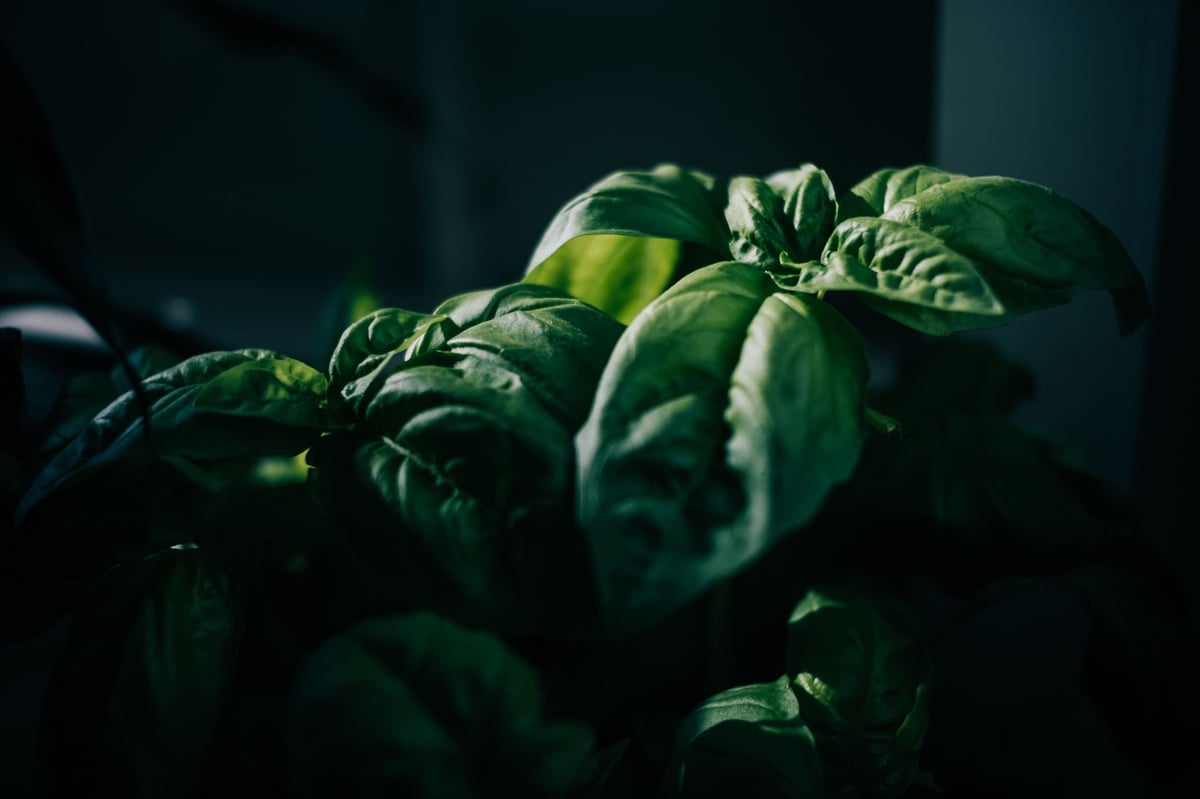 Pergear 25mm f1.8 Sample Plants