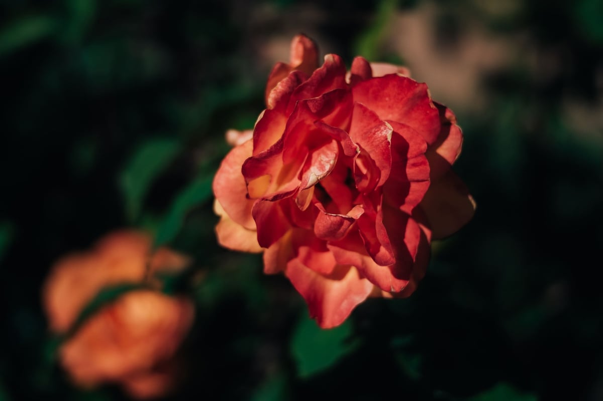 Pergear 50mm f1.8 Sample of a flower