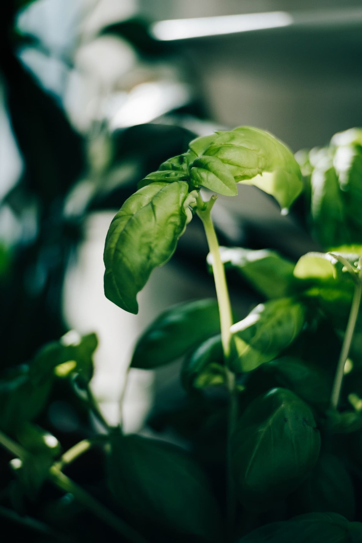 Bokeh samples close on plants