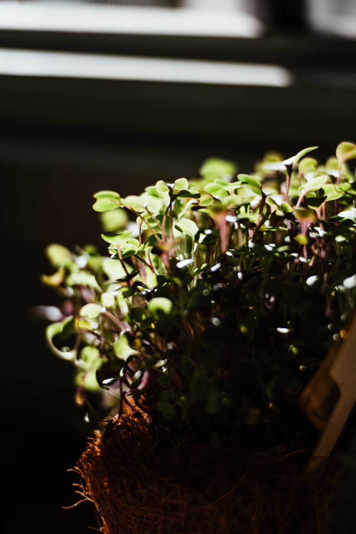 Bokeh samples close on plants